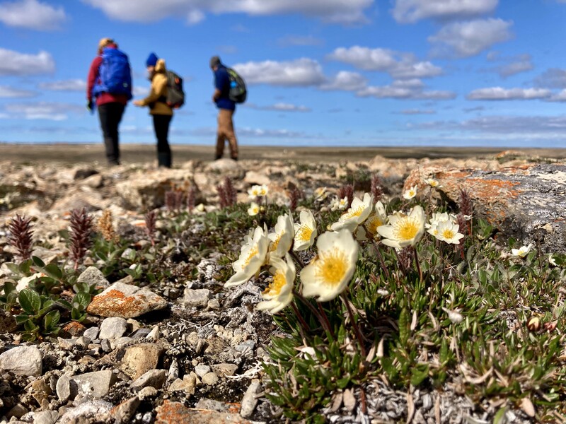 Scaled image People_in_Research/PR_6_Ecologists in Arctic tundra by Jakob Assmann_Jakob Assmann.jpeg 