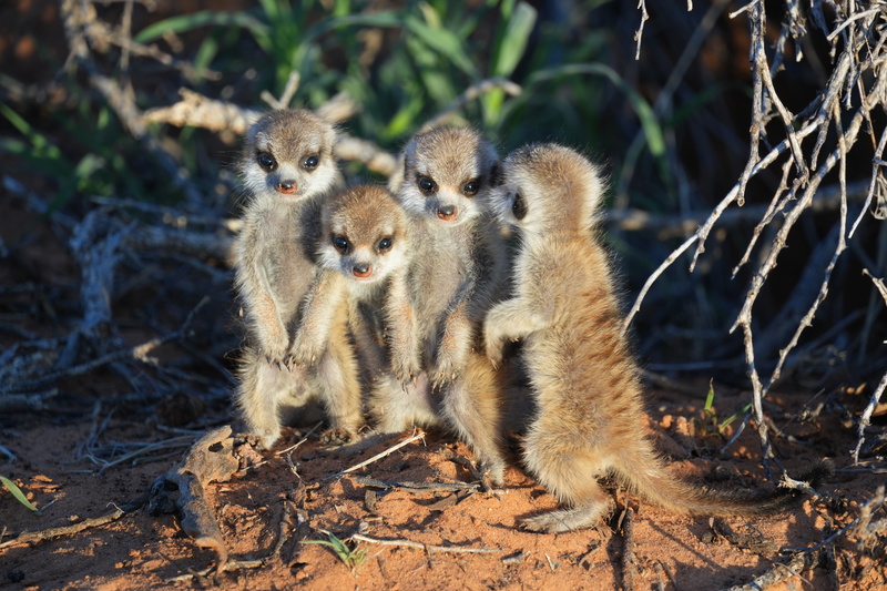 Scaled image Research_Objects/RO_10_Meerkats_KRC2024_Marta_Manser_Marta Manser.JPG 