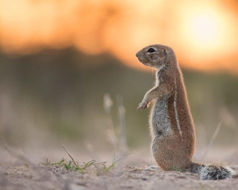 Scaled image Research_Objects/RO_12_Livio_Flueeler_ground_squirrel_Livio Flüeler.jpg 