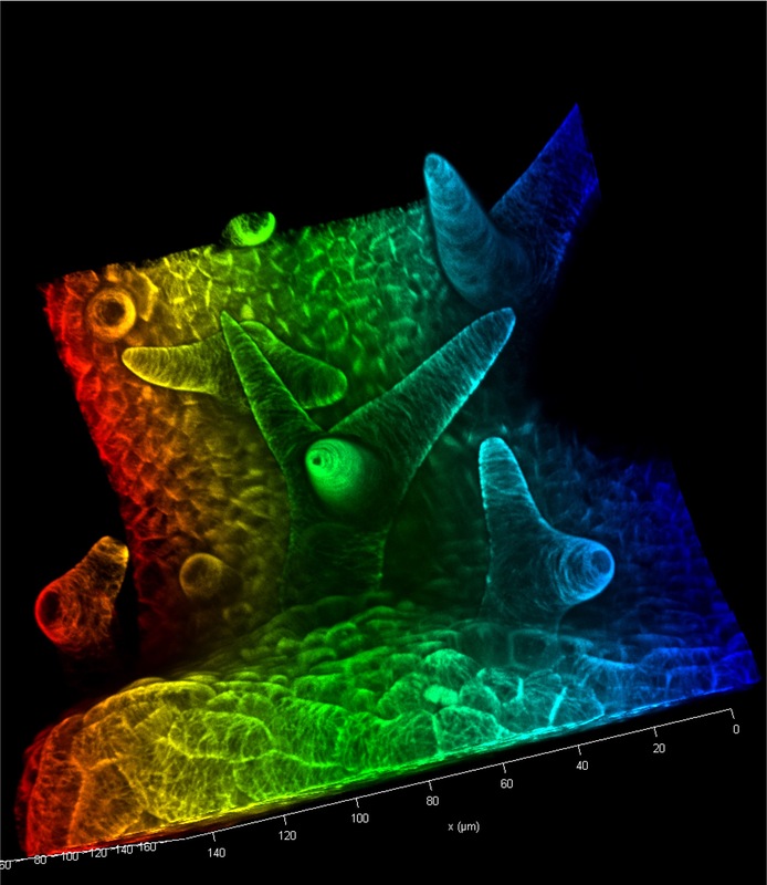 Scaled image Research_Objects/RO_35_Trichome_Bunt_Dorothee Stöckle.jpg 