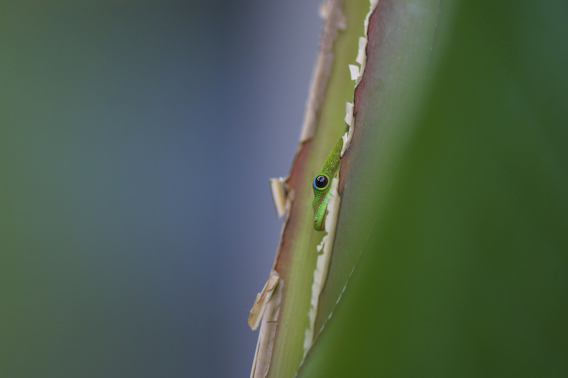 Scaled image Research_Objects/RO_3_Phelsuma_laticauda_GC_best_Kathleen Webster.jpg 