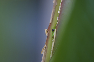 Thumbnail Research_Objects/RO_3_Phelsuma_laticauda_GC_best_Kathleen Webster.jpg 